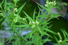 Penthorum chinense