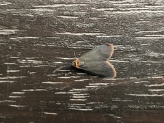 Pollanisus subdolosa