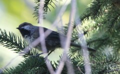 Poecile hudsonicus
