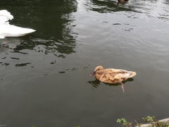 Anas platyrhynchos domesticus