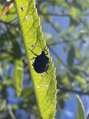 Tectocoris diophthalmus