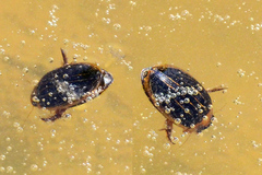 Hydaticus grammicus
