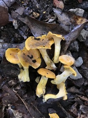 Cantharellus