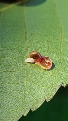 Caryomyia deflexipili