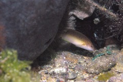 Austrolabrus maculatus