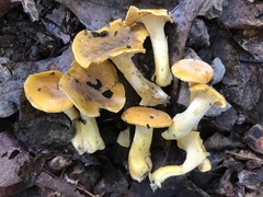 Cantharellus