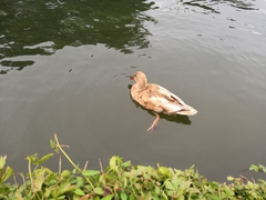 Anas platyrhynchos domesticus