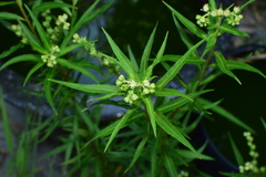 Penthorum chinense
