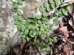 Psychotria serpens