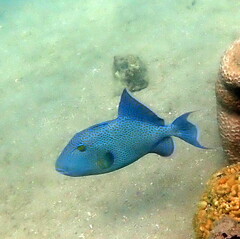 Pseudobalistes fuscus