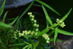 Penthorum chinense