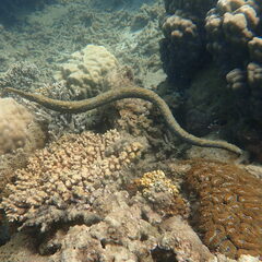 Emydocephalus annulatus