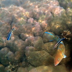 Labroides dimidiatus