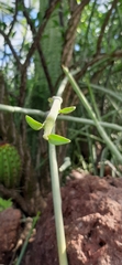 Euphorbia lomelii