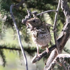 Catharus guttatus