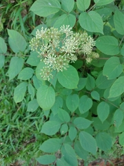 Aralia cordata