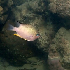 Amblyglyphidodon orbicularis