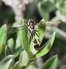 Dioprosopa clavata