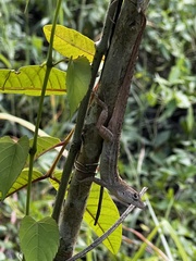 Anolis lineatopus