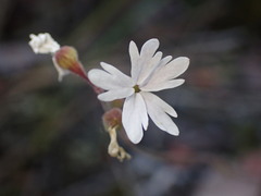 Lithophragma parviflorum