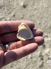 Semicassis granulata