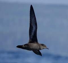 Ardenna tenuirostris