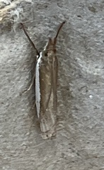 Crambus