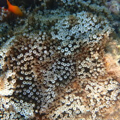 Entacmaea quadricolor