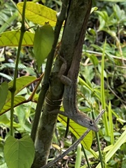 Anolis lineatopus