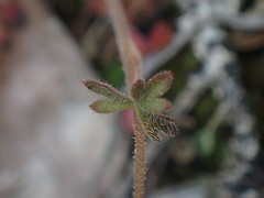 Lithophragma parviflorum