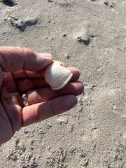 Semicassis granulata