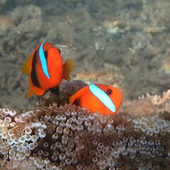 Amphiprion melanopus
