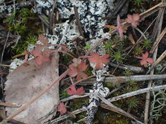 Lithophragma parviflorum