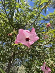 Hibiscus heterophyllus