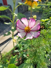 Cosmos