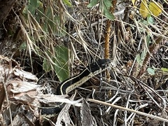Thamnophis elegans elegans