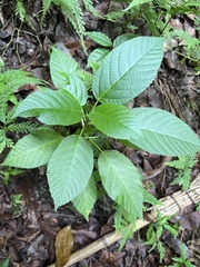 Dendrocnide meyeniana