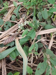 Pleurolobus gangeticus