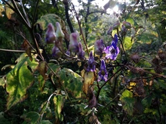 Aconitum taigicola