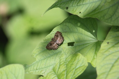 Quadrus cerialis