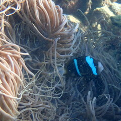 Heteractis crispa