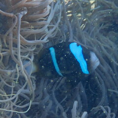 Amphiprion akindynos