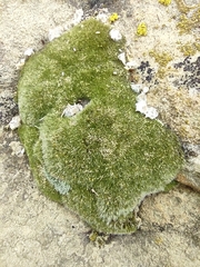 Leucobryum glaucum
