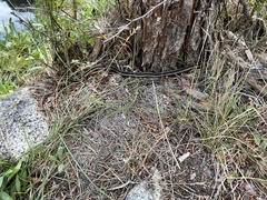 Thamnophis elegans elegans