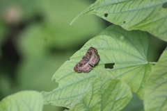 Quadrus cerialis