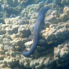 Emydocephalus annulatus