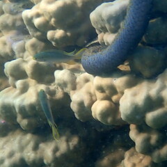 Neopomacentrus nemurus