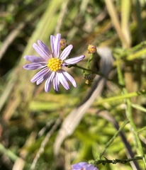 Symphyotrichum oolentangiense