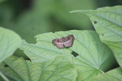 Quadrus cerialis