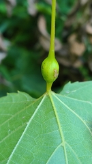 Neolasioptera vitinea